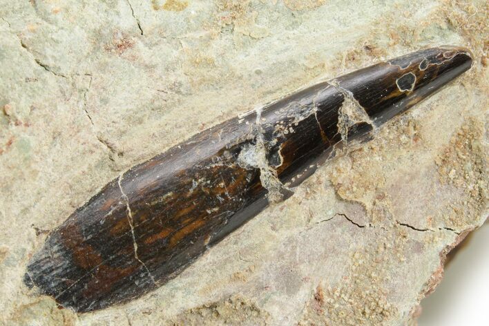 Fossil Pterosaur Tooth in Situ - Dekkar Formation, Morocco #375597